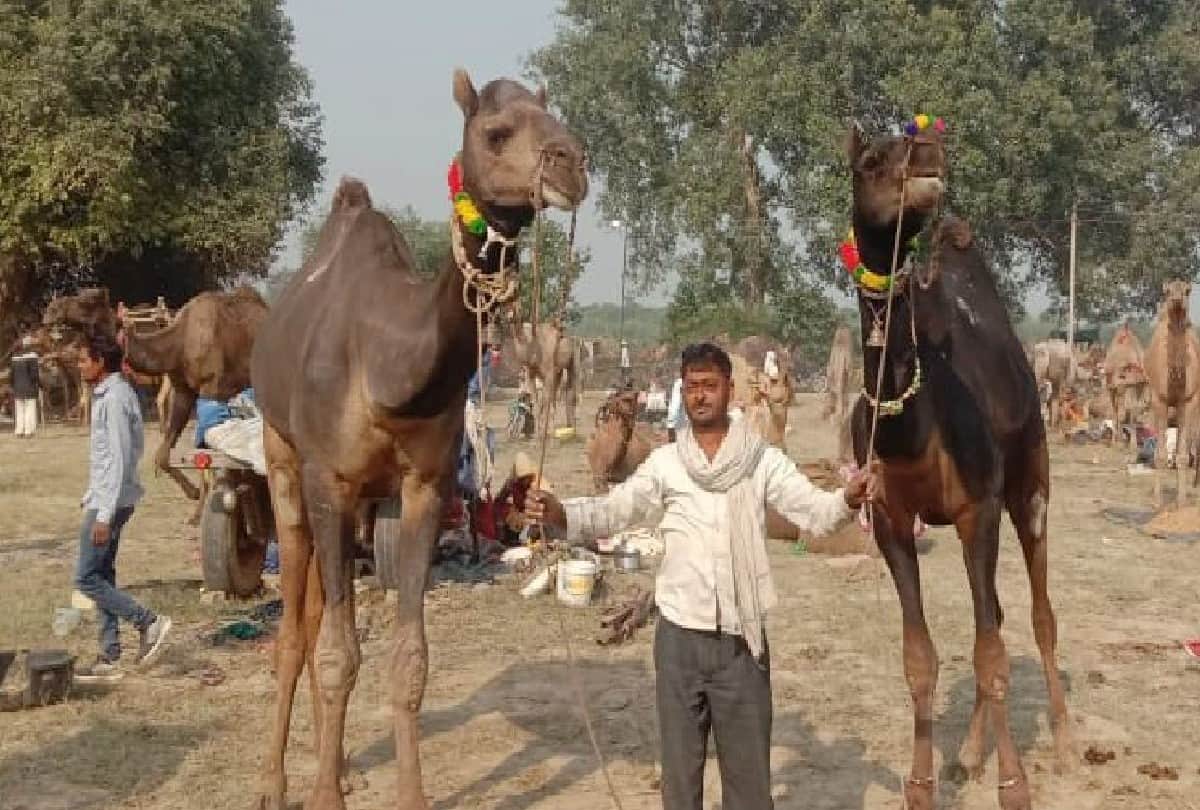 most expensive horses cost of Rs 85 lakhs in Bateshwar Pashu Mela Agra