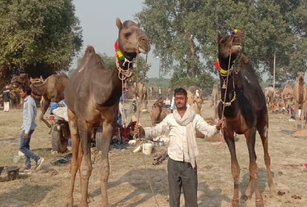most expensive horses cost of Rs 85 lakhs in Bateshwar Pashu Mela Agra