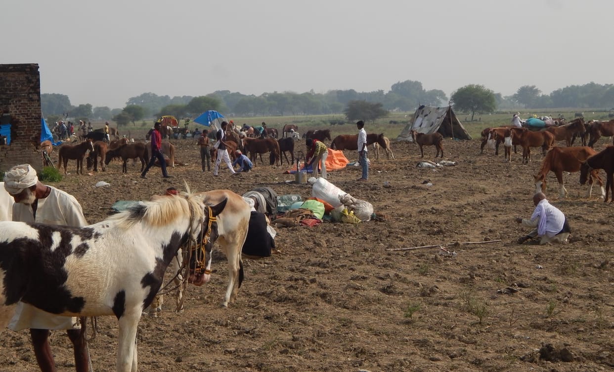 Animals started reaching Nandigram of Dadri fair