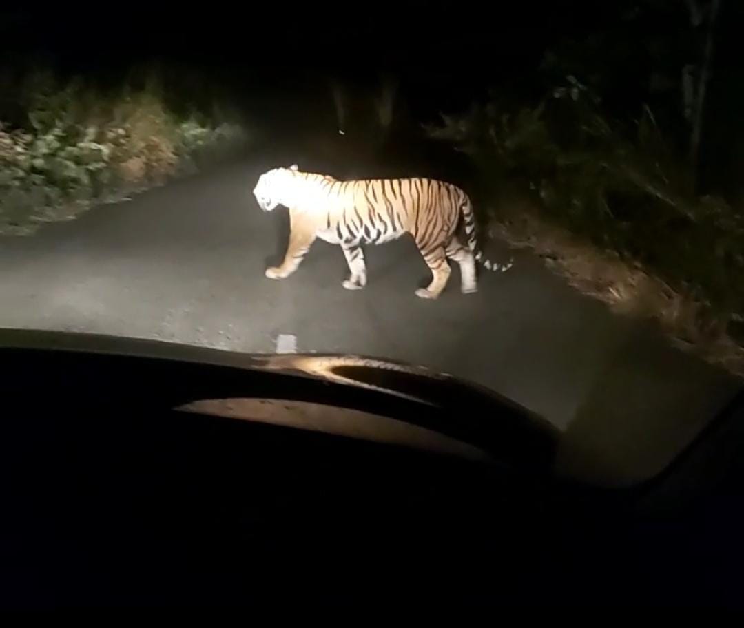 wild animal
