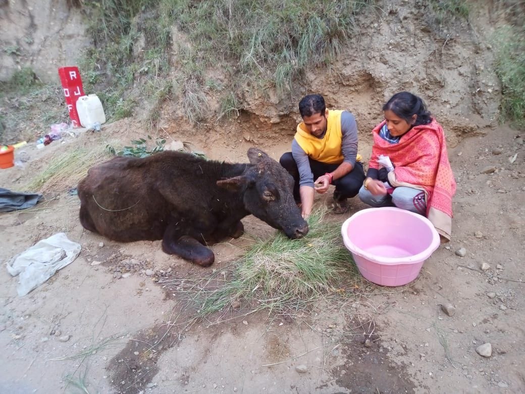 stret animal face sivier cold in rampur