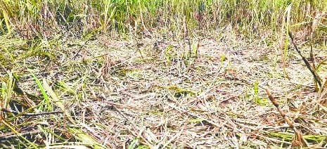 Compensation not received even after two years for crop loss caused by elephants