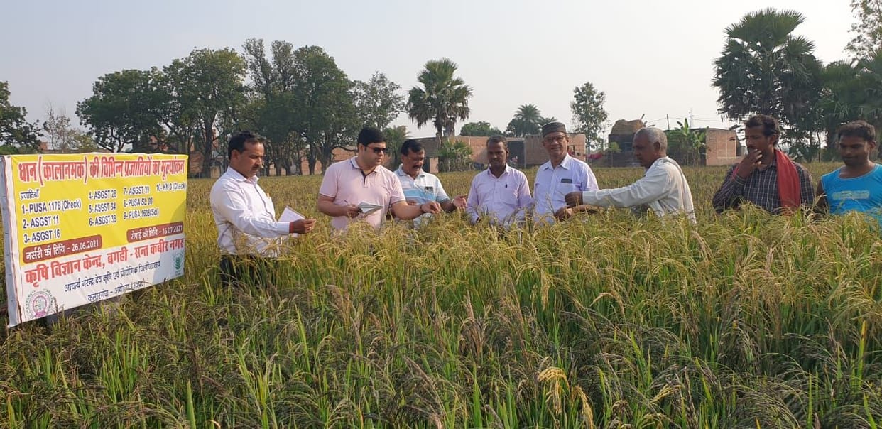 kala namak paddy harvest checked