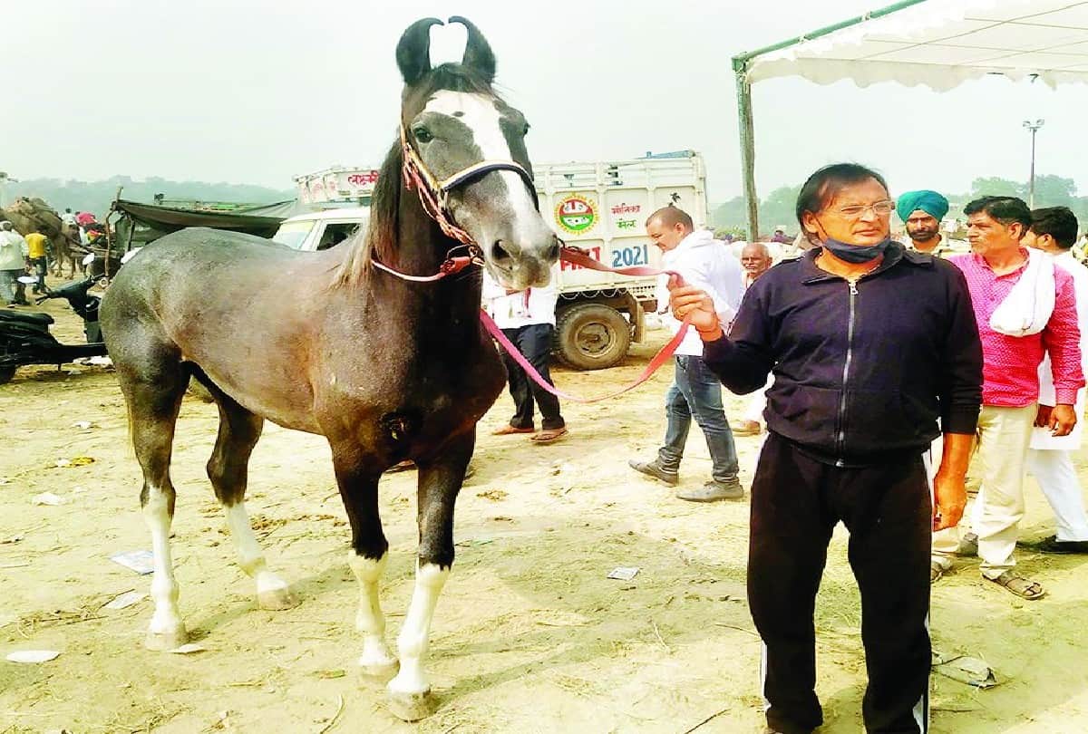 Marwadi Horse More Expensive To Luxury Car In Bateshwar Pashu Mela Agra