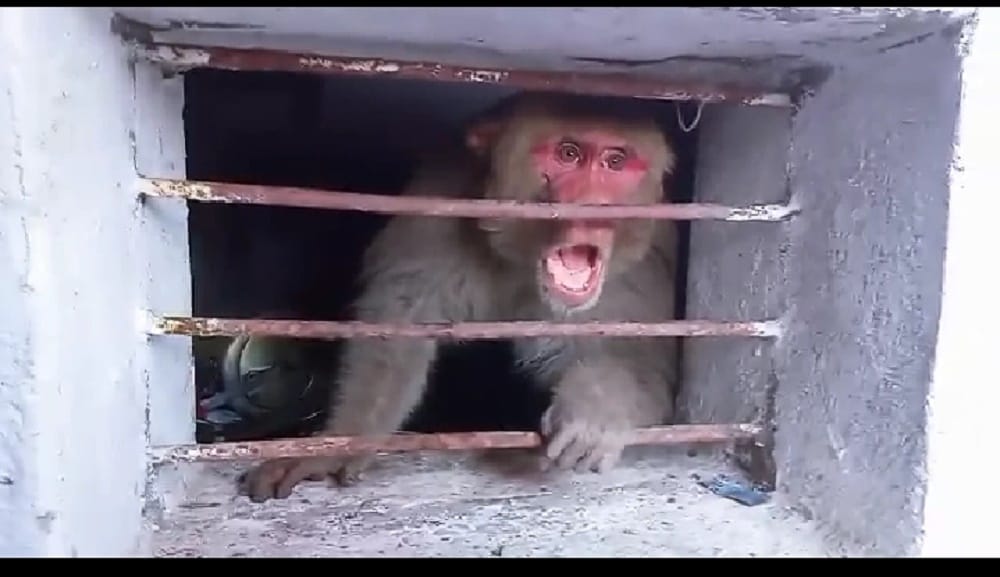 Monkey locked himself in the room in mirzapur