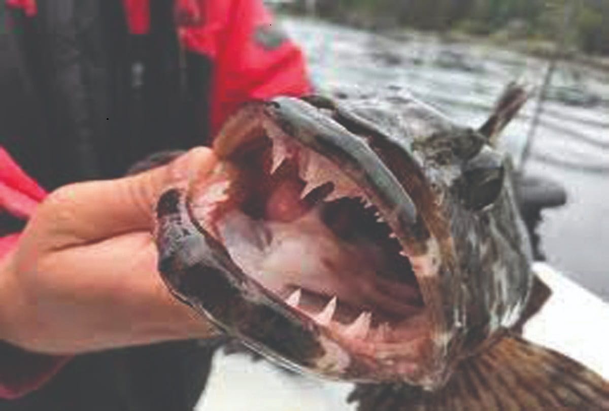 Wonder of nature: pacific lincod fish changes its 20 teeth every day, American scientists discovered