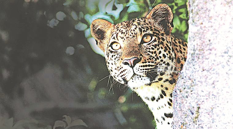 People in Jabli living under fear of leopard