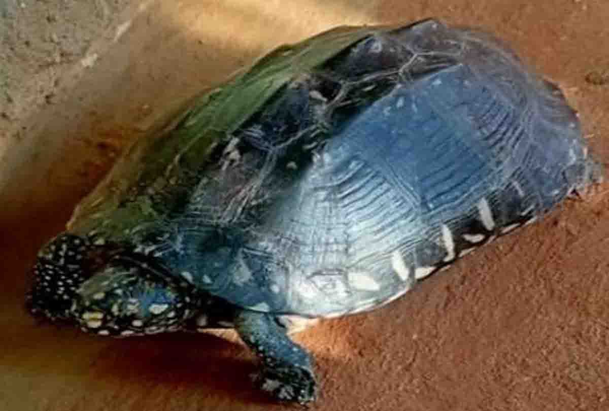 Rare black spotted turtle found in kanpur dehat