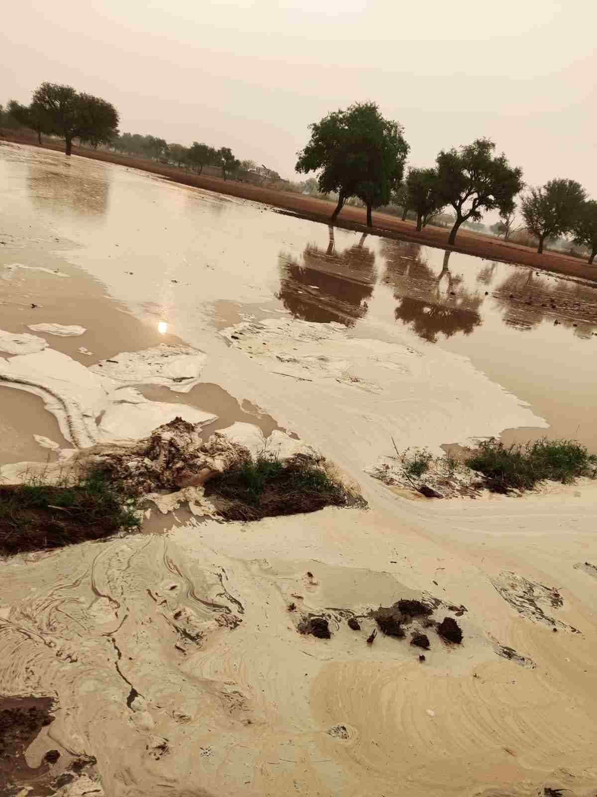 Water filled in the fields due to the breaking of canals, damage to the mustard crop sown