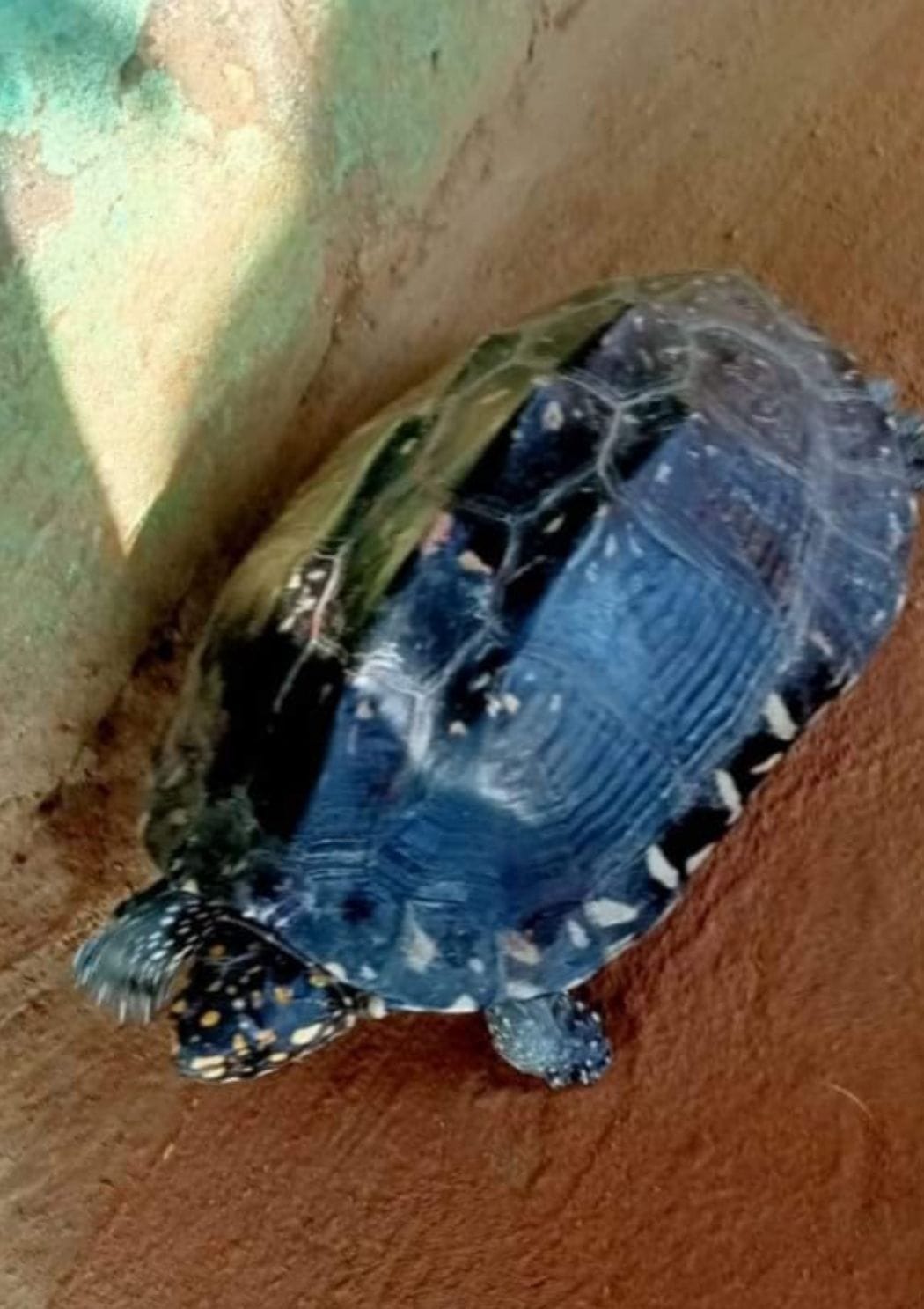 Rare black spotted turtle found in Kanpur countryside, left in Sengur river