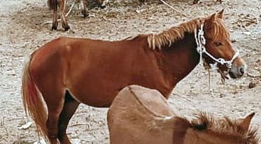 'Shahrukh' and 'Salman' sold in donkey fair