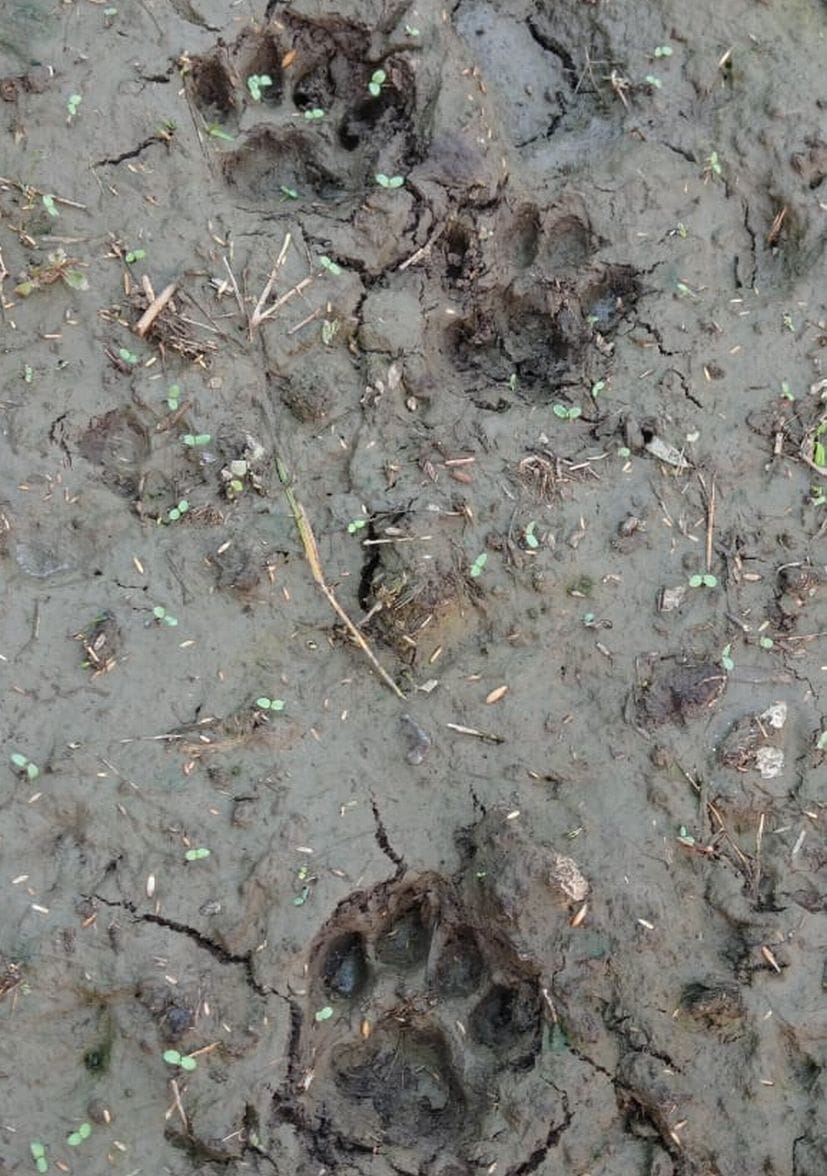 Leopard in Shantipuri Village