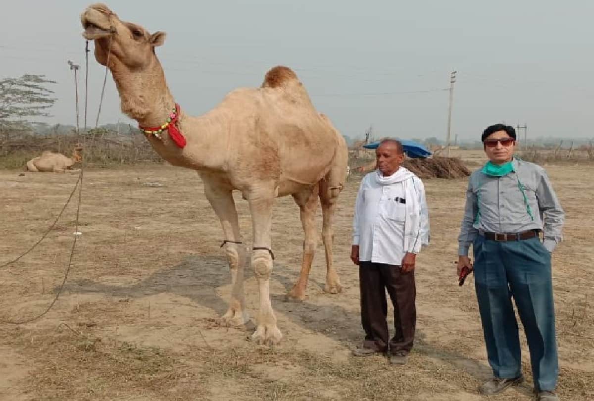 most expensive horses cost of Rs 85 lakhs in Bateshwar Pashu Mela Agra