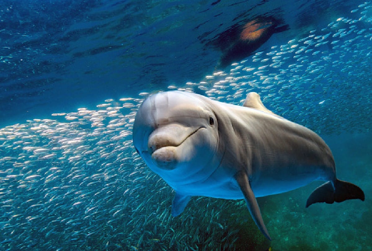 Brain eating fungus is hunting from humans to dolphins know the surprising things about it
