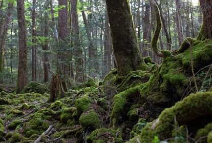 International Forests Day