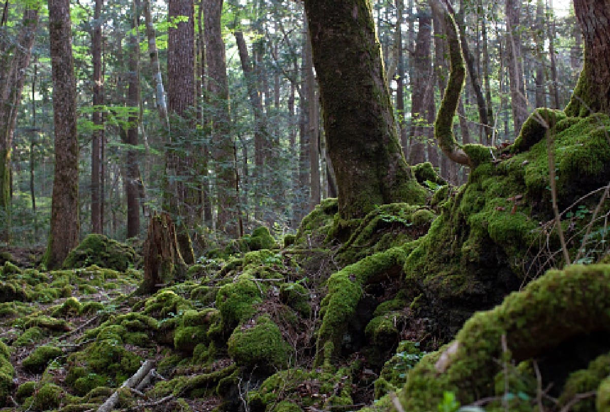 International Forests Day Jammu and Kashmir Forest area reduced in 2021 by forest survey of india