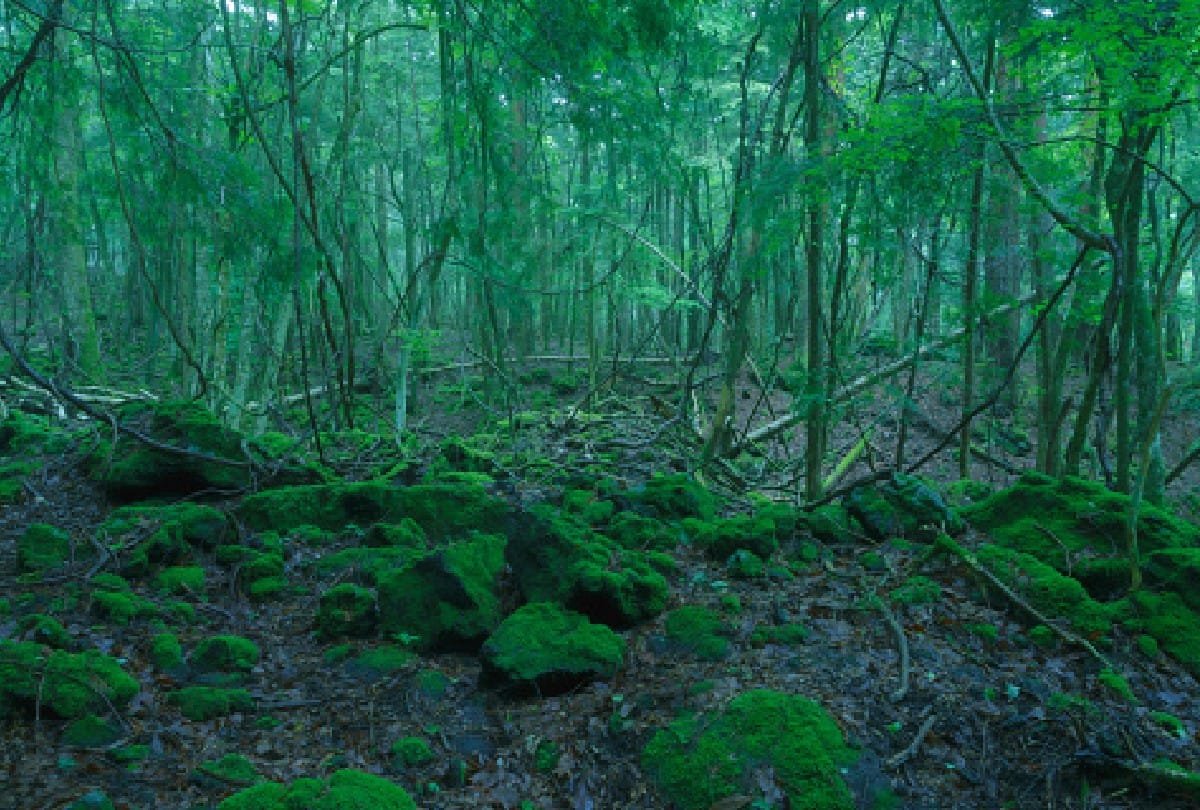International Day of Forests Earth losing greenery