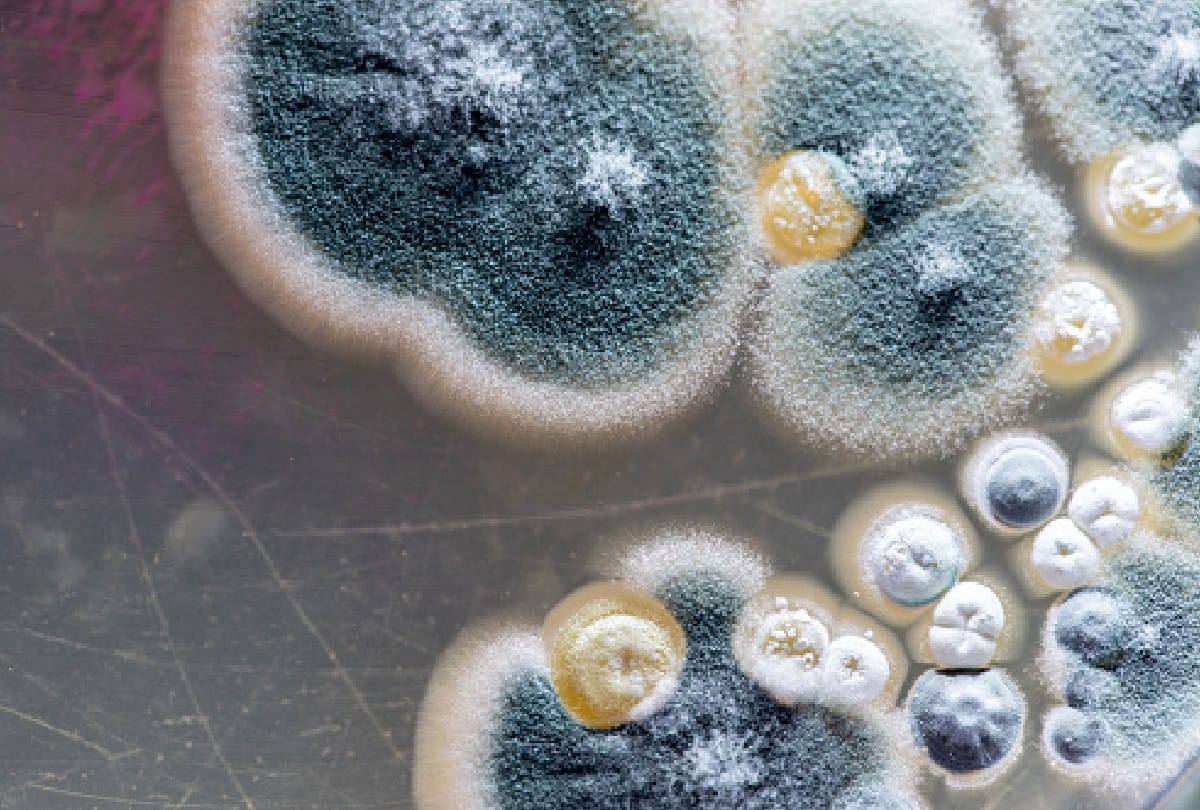 Brain eating fungus is hunting from humans to dolphins know the surprising things about it
