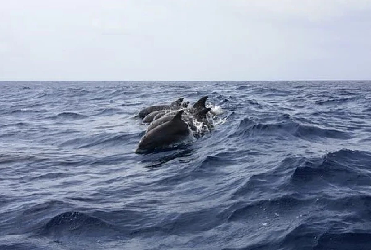 Brain eating fungus is hunting from humans to dolphins know the surprising things about it