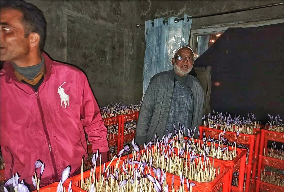 normal cultivation of saffron in Kashmir valley more than 500 farmers associated with GI tagging