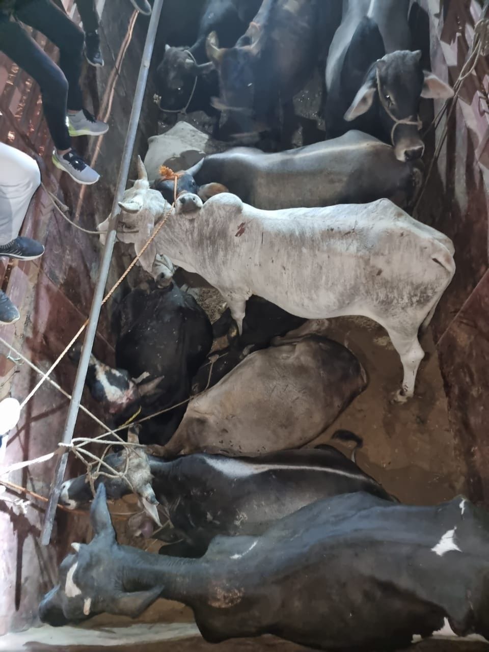 Cow protection organization caught a canter full of cows, caught the running cow smuggler