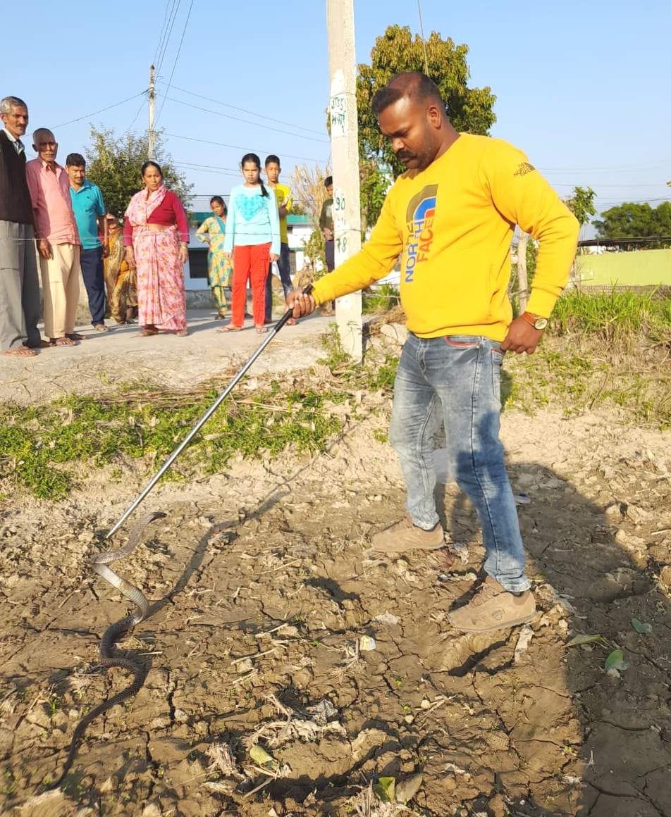 Forest department caught four snakes of different species
