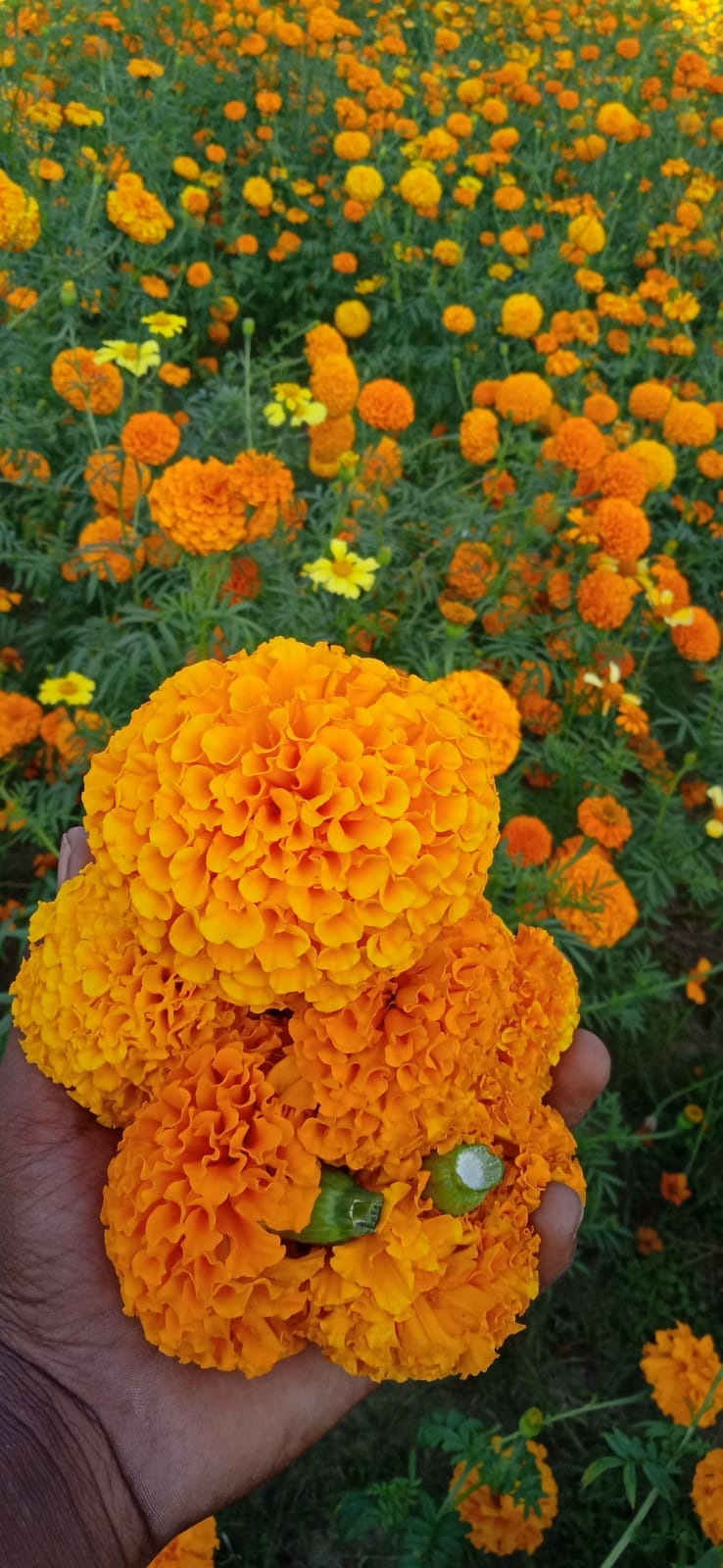 marigold flower price