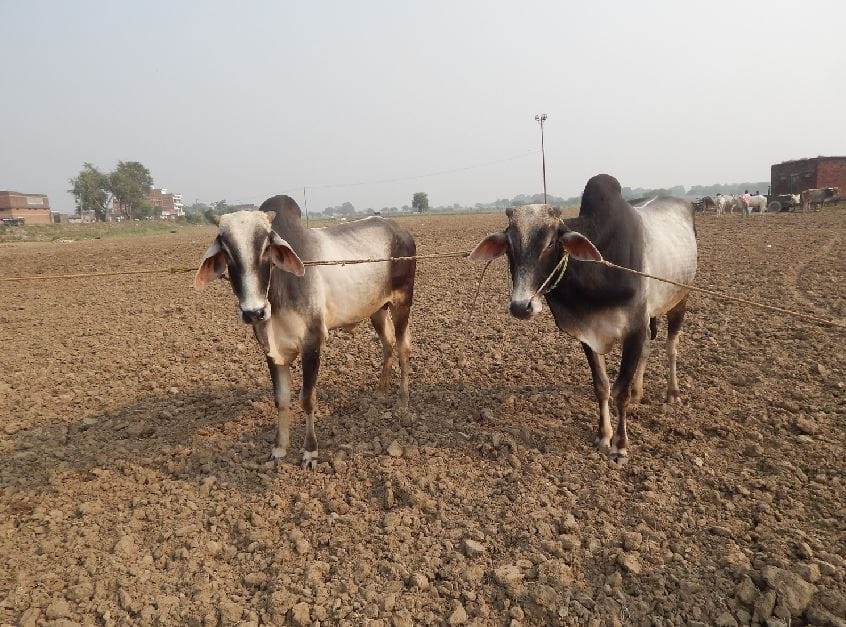 11 lakh horse and two lakh oxen pair became the center of attraction in Dadri fair of Ballia