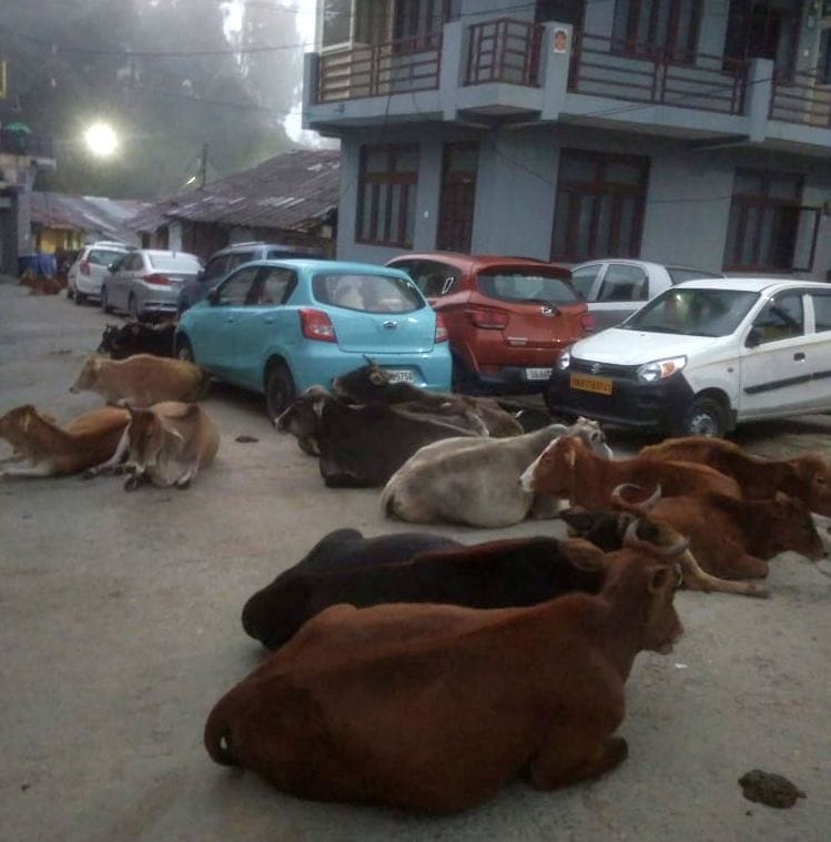 Roaming Cattle In Ranikhet