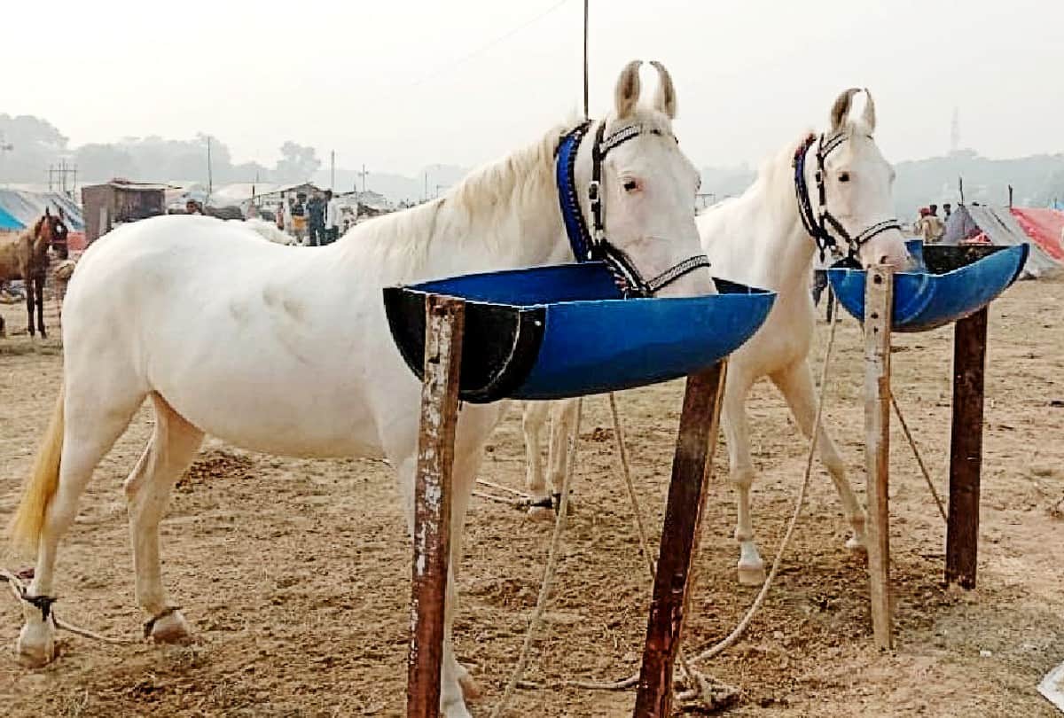 Deepu donkey Price Five Lakh Rupees In Bateshwar Cattle Fair