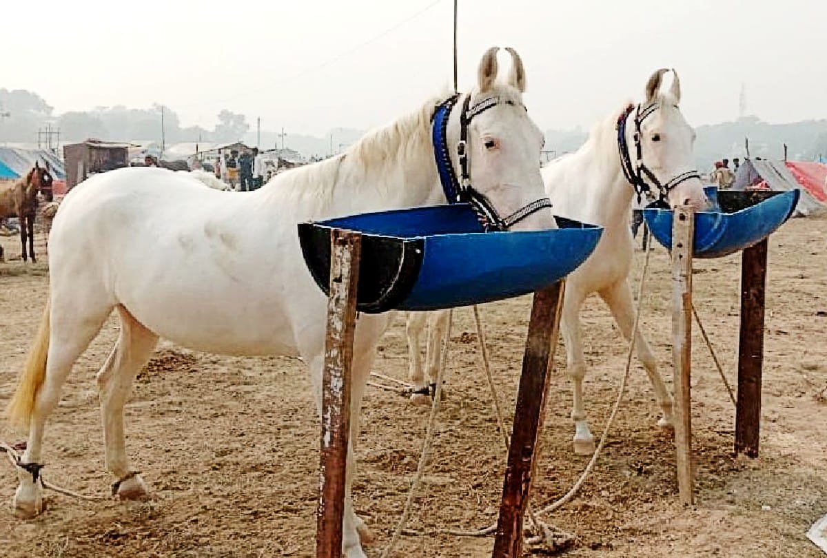 Deepu donkey Price Five Lakh Rupees In Bateshwar Cattle Fair