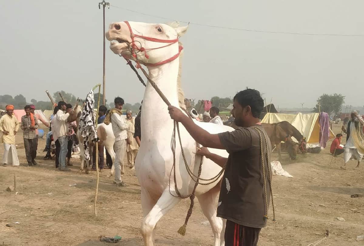 most expensive horses cost of Rs 85 lakhs in Bateshwar Pashu Mela Agra