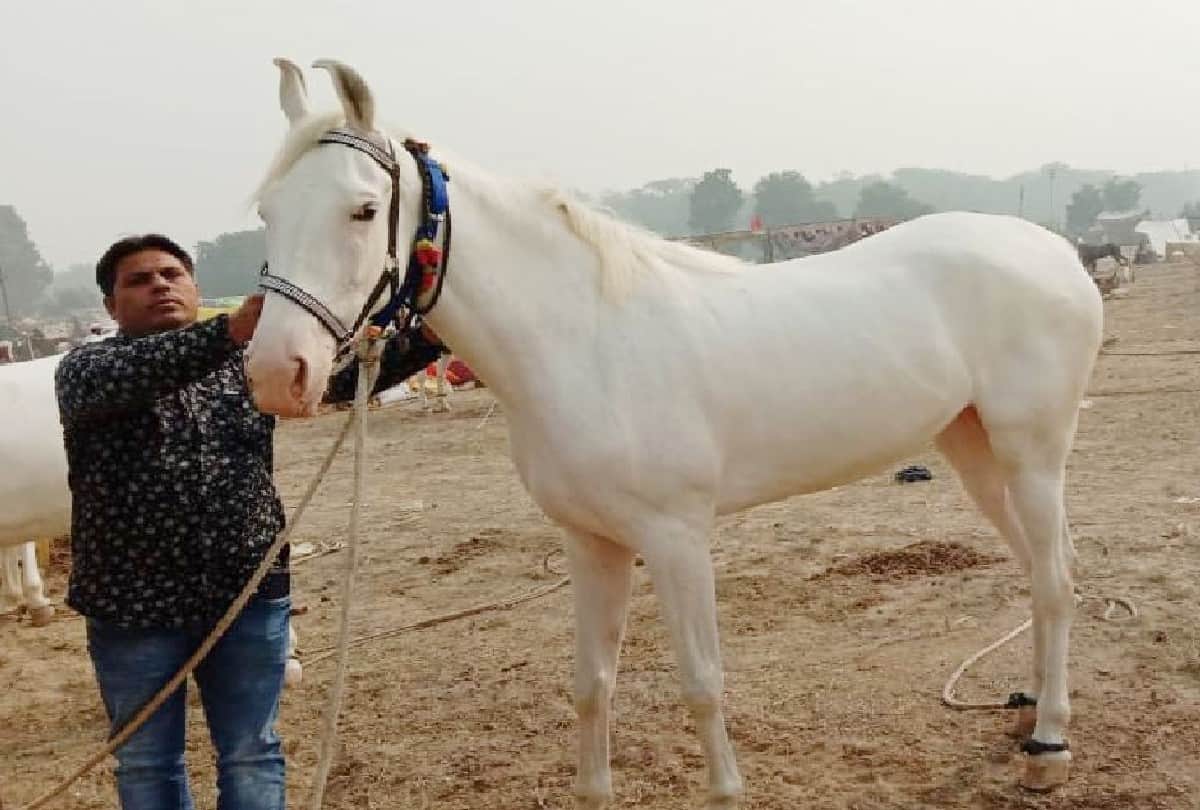 Deepu donkey Price Five Lakh Rupees In Bateshwar Cattle Fair
