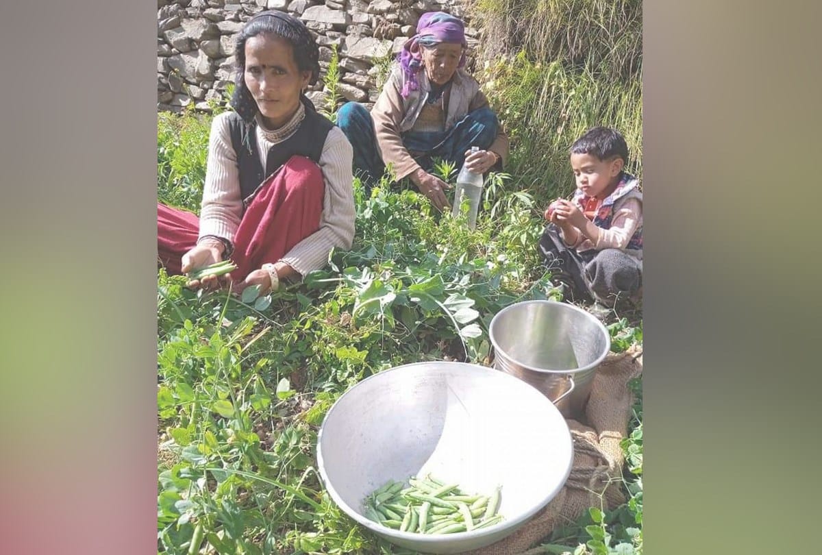 farmers get peas price 125 per kg in kullu himachal pradesh