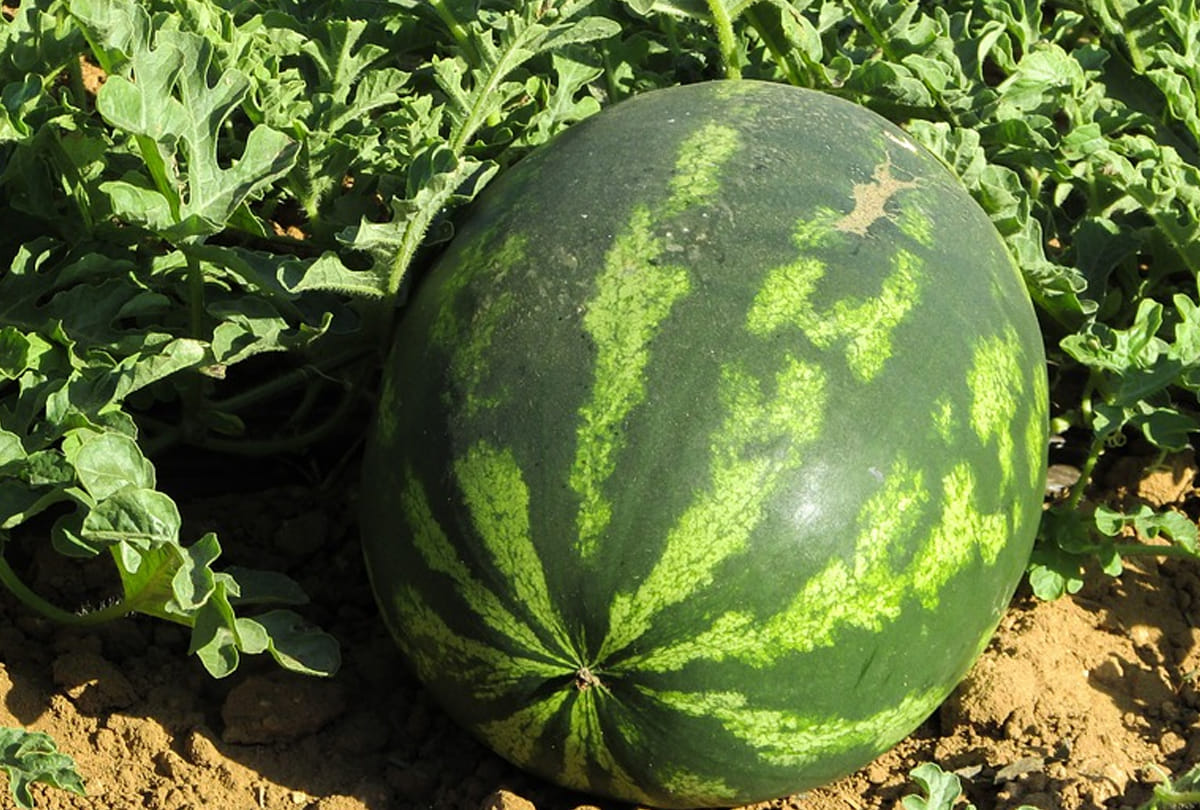Tips To Buy Sweet Watermelon Mithe Tarbuj ki Pahchan Kaise karen