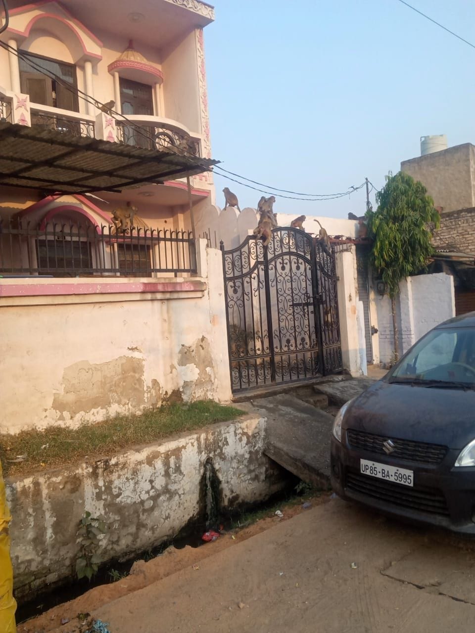 Mathura: Terror is not over for monkeys, they are getting attacked