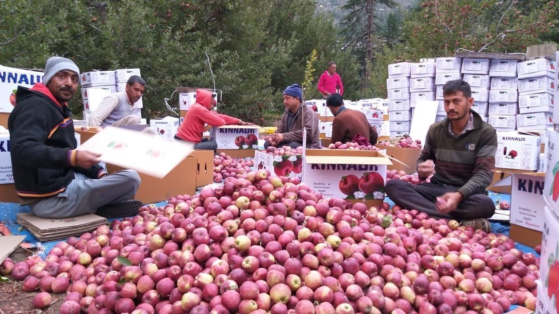 23.23 lakh boxes of apple reached the mandis from Kinnaur