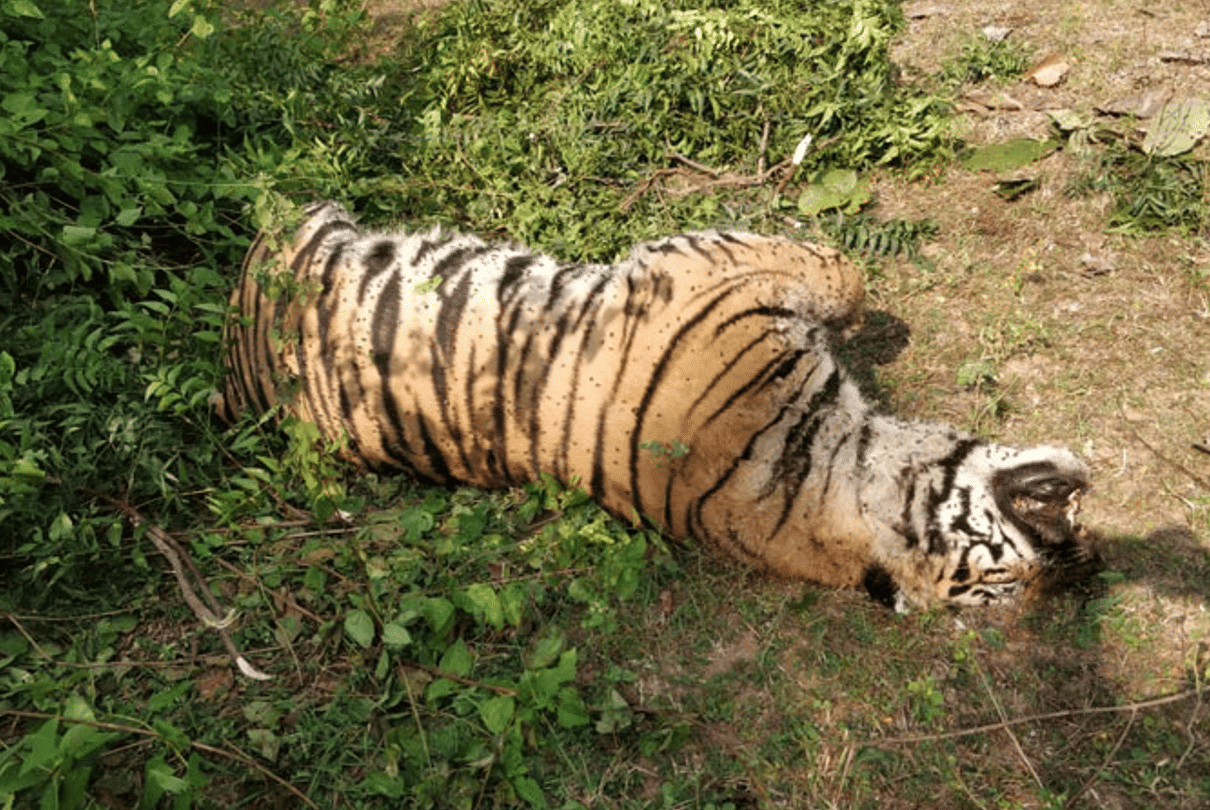 Banda: Tiger skeleton found in Panna Tiger Reserve Park, forest department sent sample for DNA test