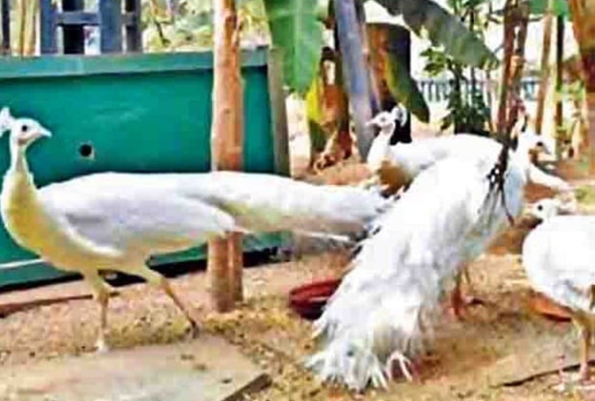 Madhya pradesh Indore's White peacock is getting popular, demand coming from all over the country