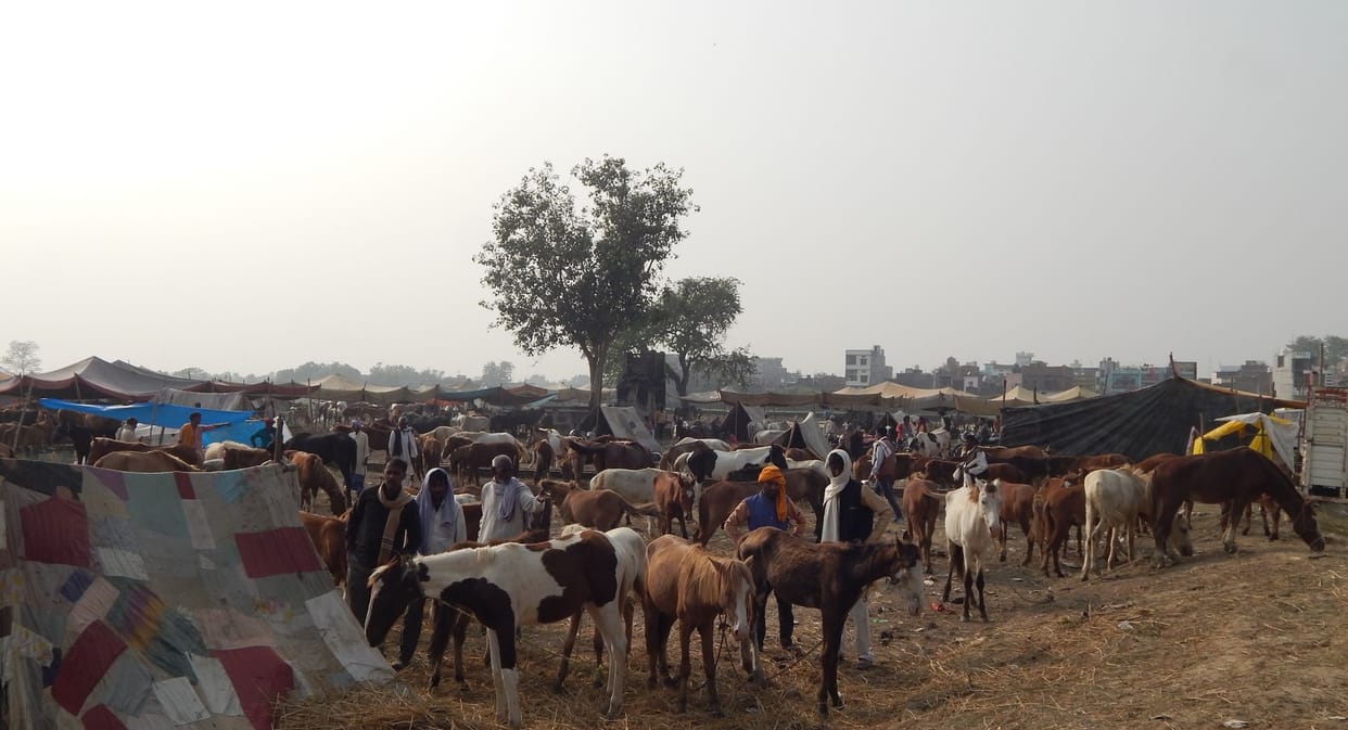 The beauty of the fair increased due to the arrival of consignments in the cattle fair
