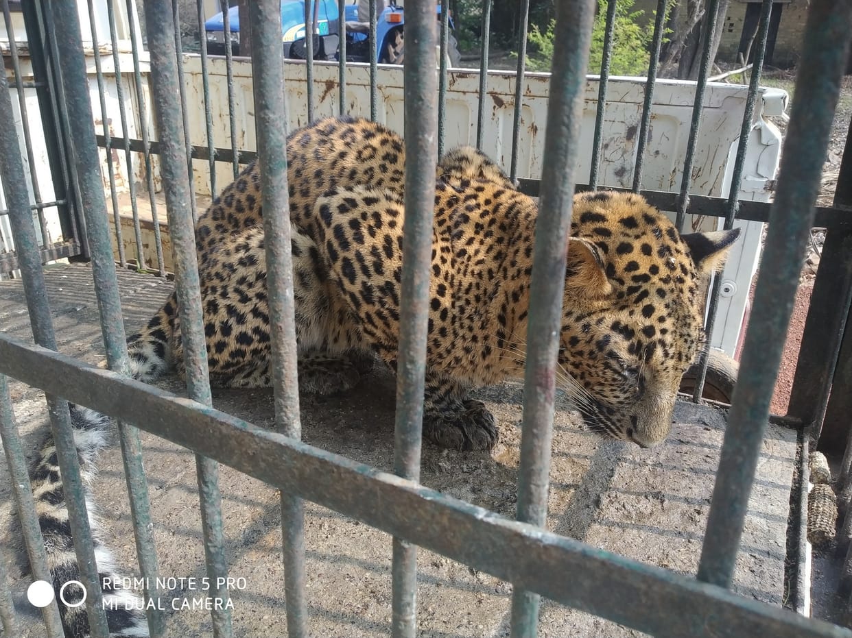 Leopard caught after ten hours of search operation