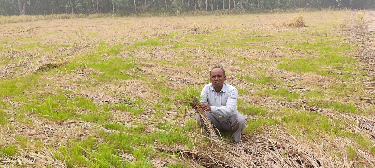 Kanpur dehat : Paddy crop rotted due to waterlogging and earrings sprouted somewhere
