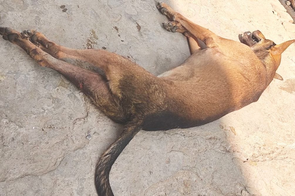 Firecracker tied to dog's tail, burnt badly
