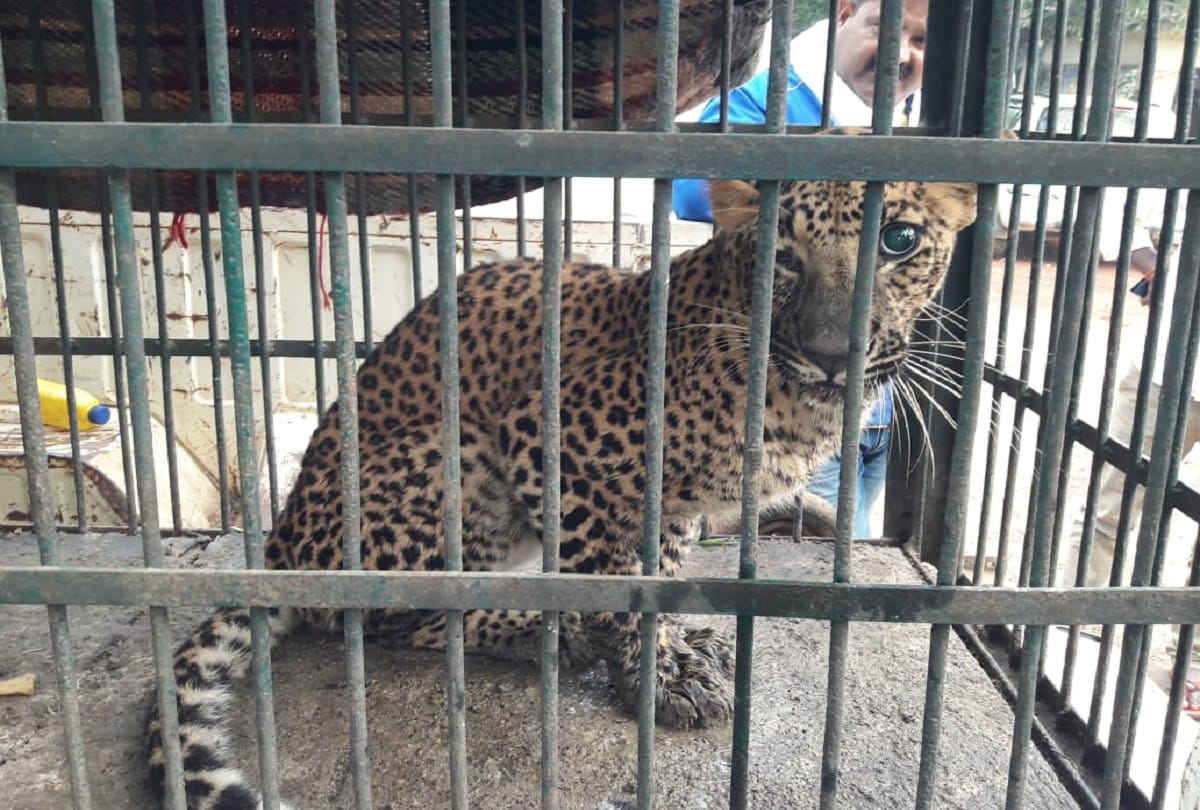 forest department and police caught leopard who roaming villages in  sonebhadra villagers Happy