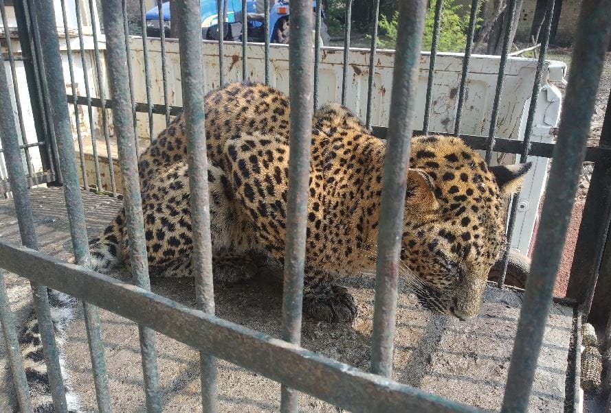 Leopard caught after ten hours of search operation in Sonbhadra