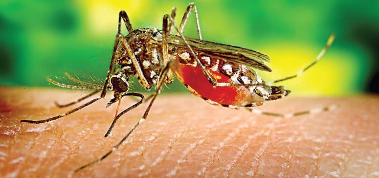 Report of all zika sample came negative