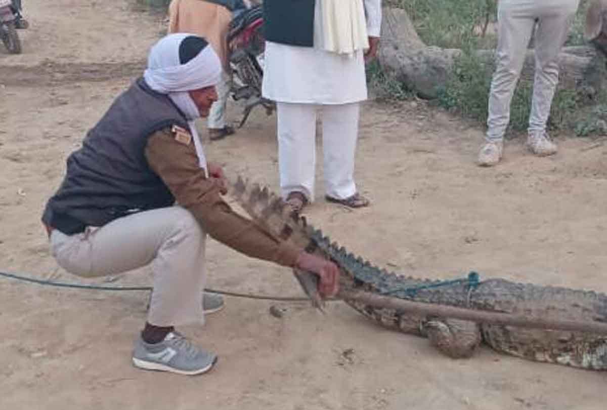 Jalaun: Crocodile was walking near the school, there was a stir among the villagers