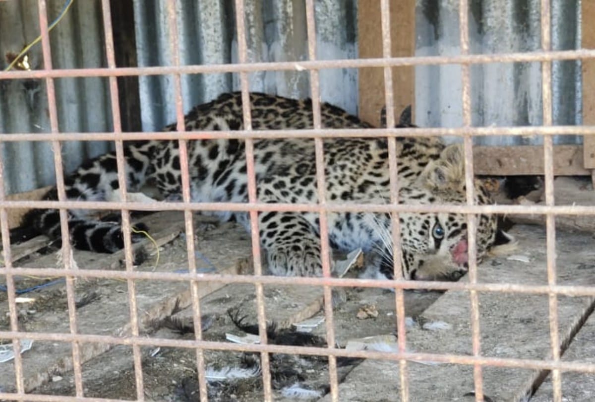 Himachal News: leopard attack retired army subedar trapped Leopard  in cage