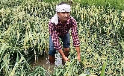 बाढ़ में खराब हुई फसल। (फाइल फोटो)