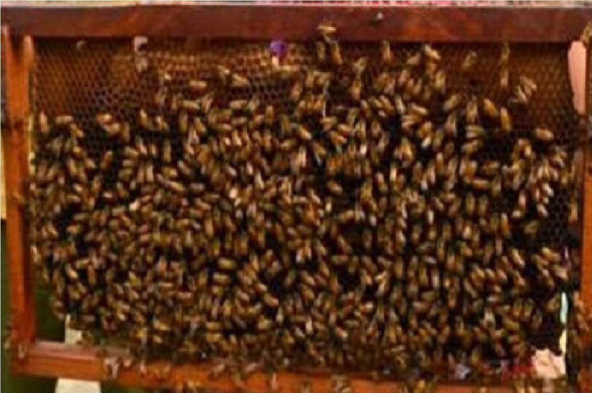 Beekeeping clusters to be built in Samba Doda and Ramban by December farmers will be trained Jammu and Kashmir